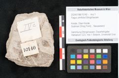 Foto (Detailansicht) von Fagus ulmifolia Ettingshausen (NHMW-GEO-2024-0188-10140)